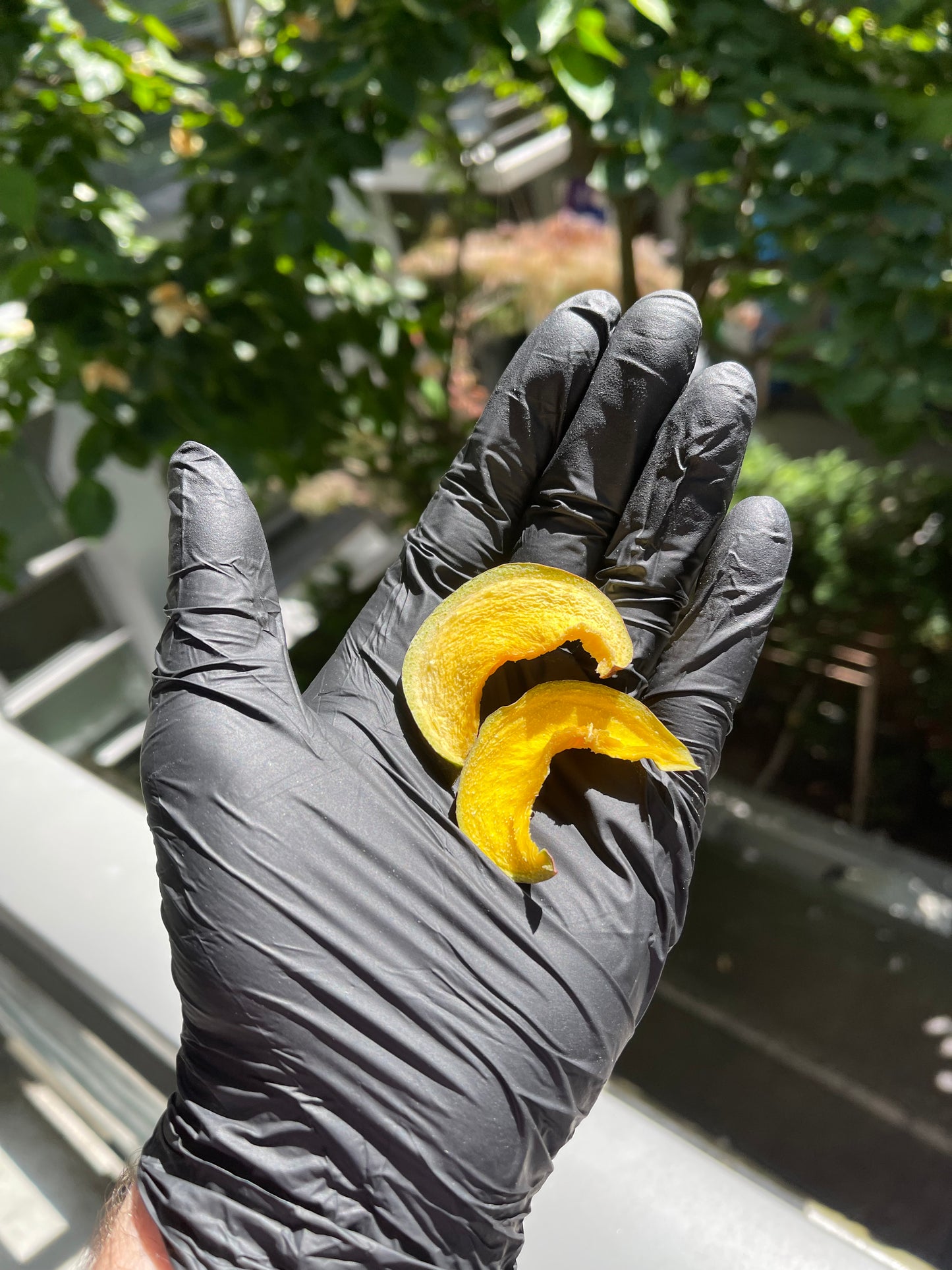 50+ Piece Small Mango Bag