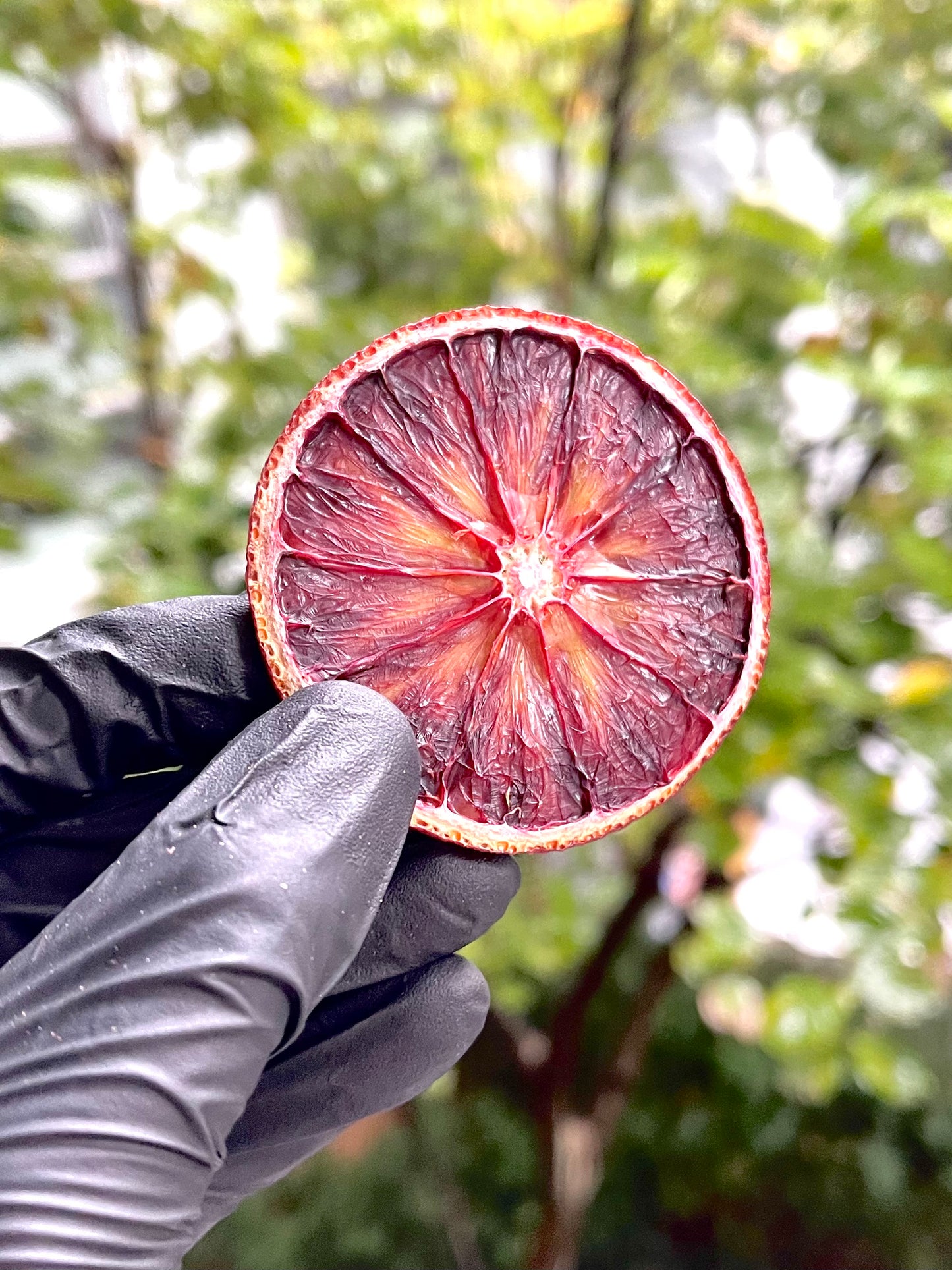 60+ Piece Dehydrated Blood Orange