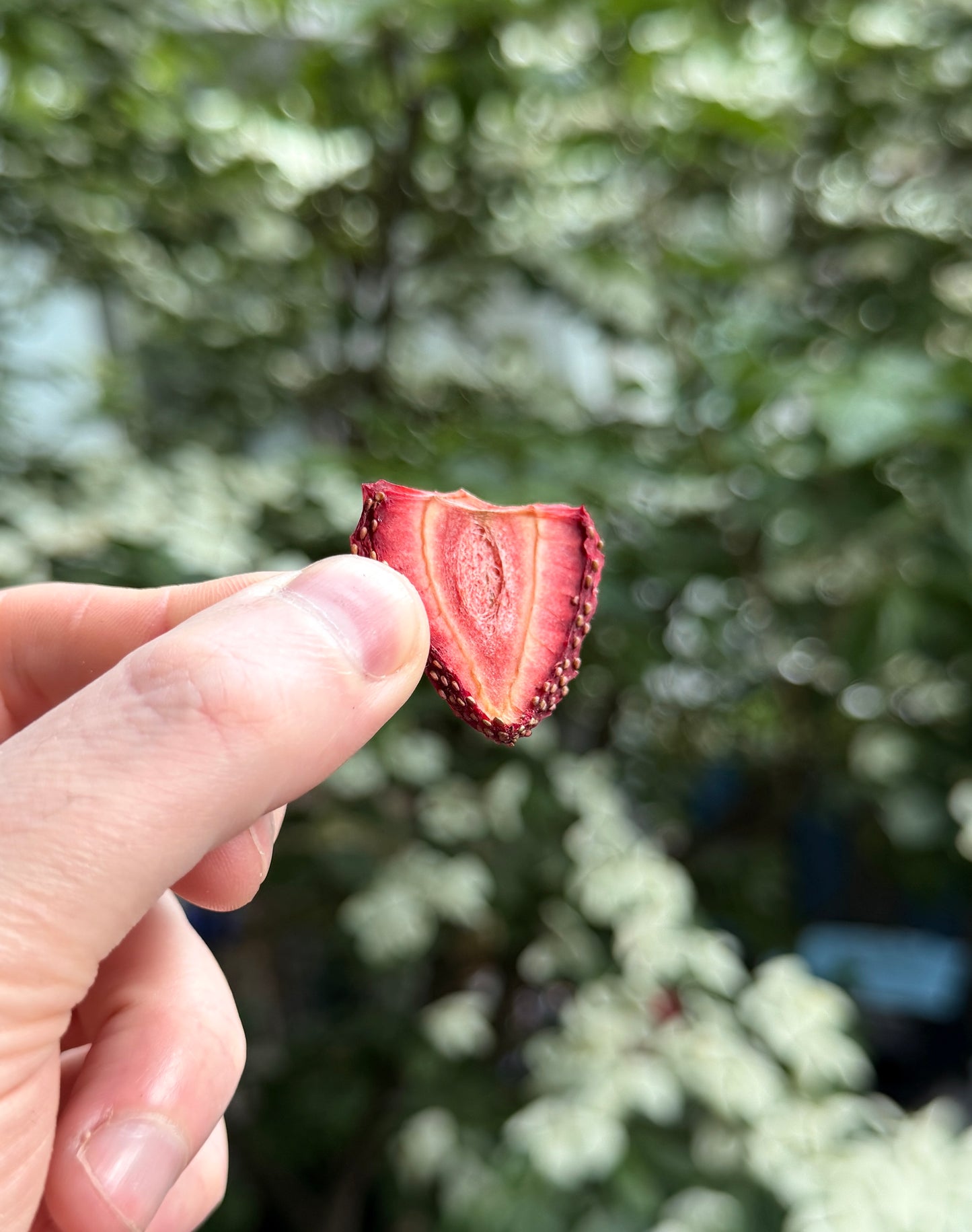 Wholesale Dehydrated Strawberry | 500 pc / 1000 pc / 5000 pc