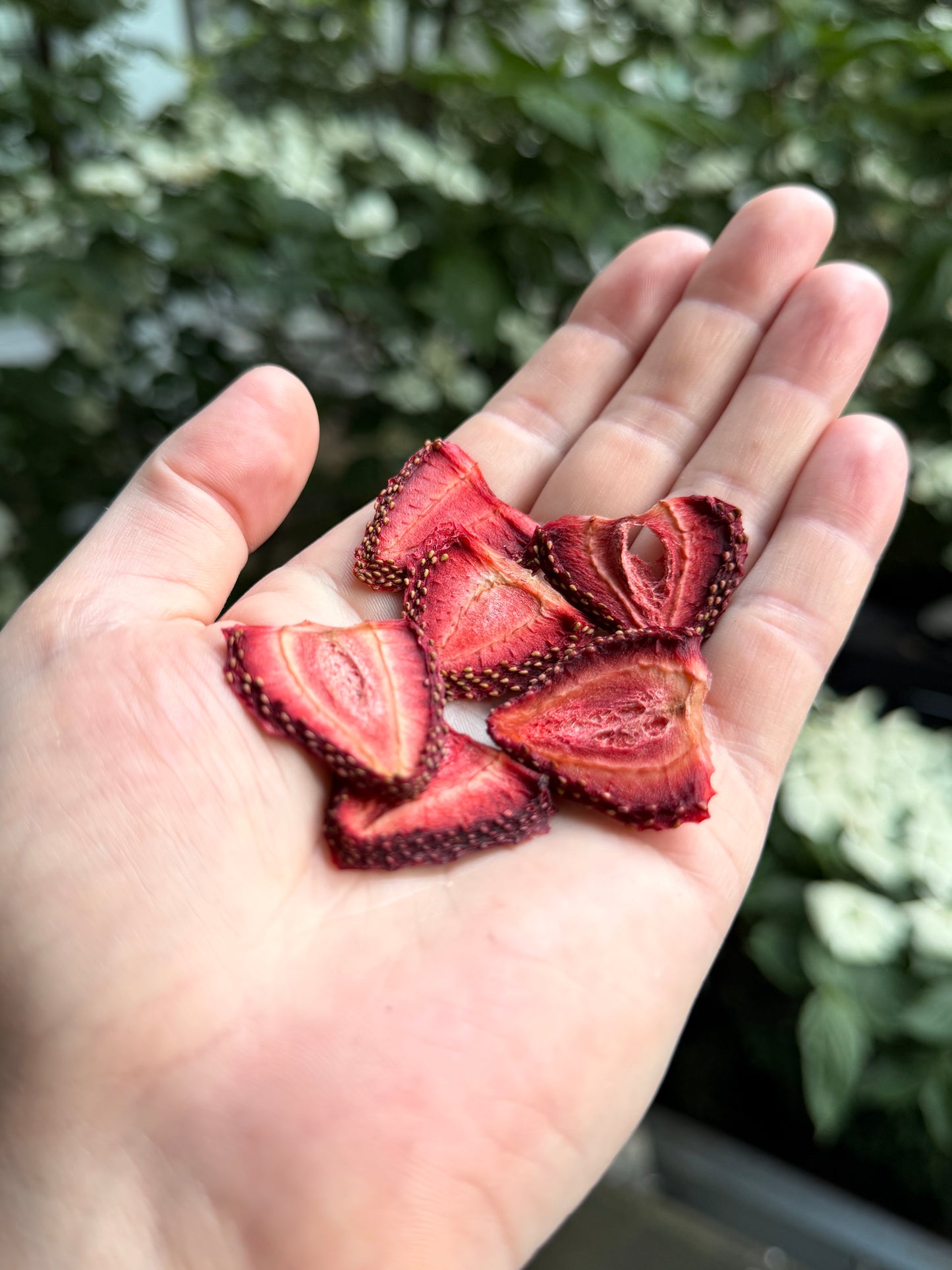 Wholesale Dehydrated Strawberry | 500 pc / 1000 pc / 5000 pc